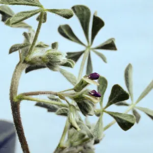 Psoralea californica