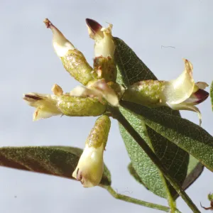 Psoralea physodes