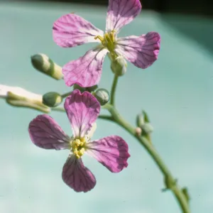 Raphanus sativus
