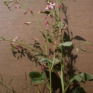 Raphanus sativus