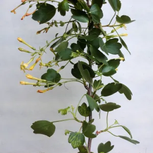Ribes aureum