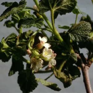 Ribes malvaceum