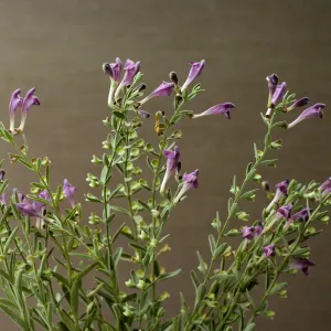 Scutellaria austiniae