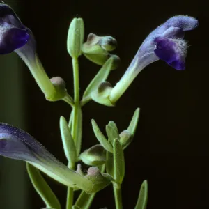 Scutellaria austiniae