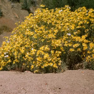 Senecio douglasii
