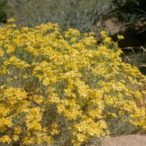 Senecio douglasii