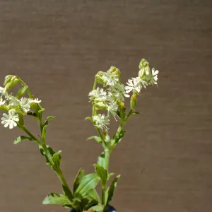 Silene dichotoma