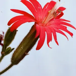 Silene laciniata ssp. major