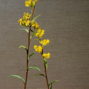 Solidago confinis