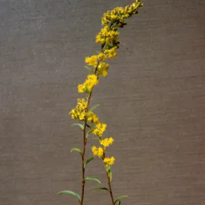 Solidago confinis