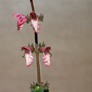 Stachys bullata