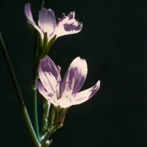 Stephanomeria virgata