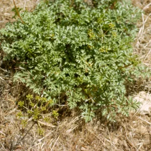 Tauschia parishii