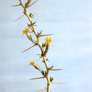 Tetradymia axillaris