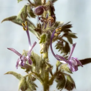 Trichostema lanceolatum