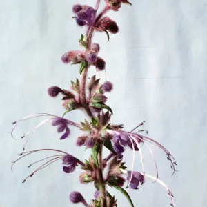 Trichostema lanatum