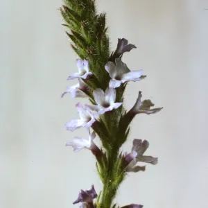 Verbena lasiostachys