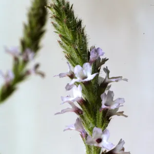 Verbena lasiostachys