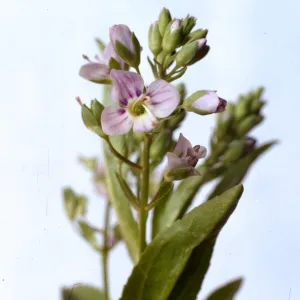 Veronica anagallis-aquatica