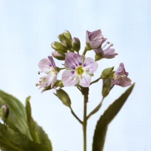 Veronica anagallis-aquatica