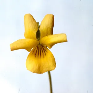 Viola