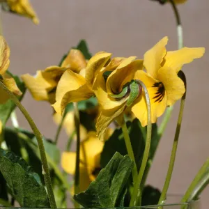 Viola pedunculata