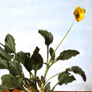 Viola quercetorum