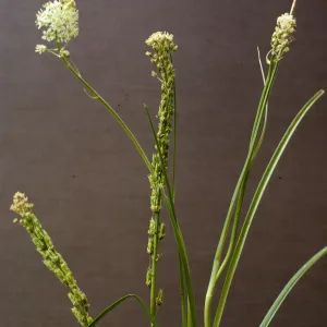 Zigadenus venenosus