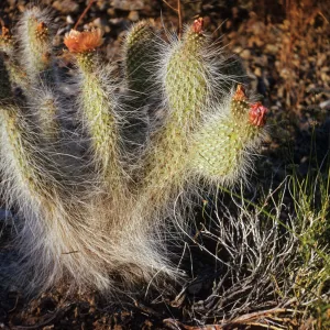 Grisley Bear Cactus in Kingston Mountains, Opuntia erinacea var. ursina