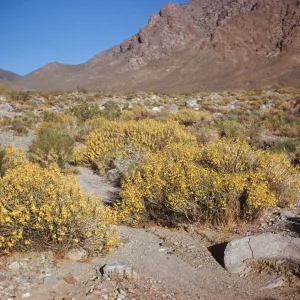 Cassia armata, Kingston Mountains