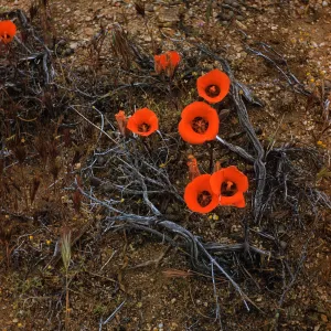 Calochortus kennedyi, Desert Mariposa, Willow Spring Wash
