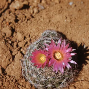 Coryphantha vivipara var. arizonica