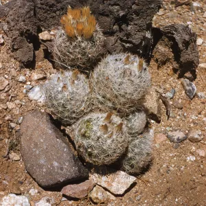 Coryphantha vivipara var. desert