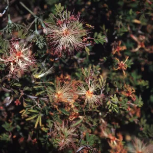 Fairy Duster, Calliandra eriophylla