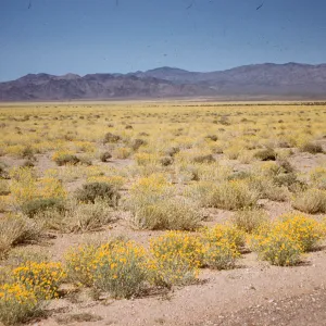 Desert Marigolds, Baileya multiradiata