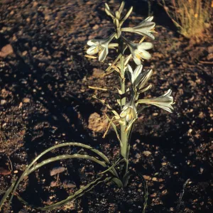 Hesperocallis undulata, Desert Lily