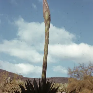 Agave shawii