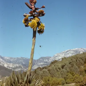 Agave shawii