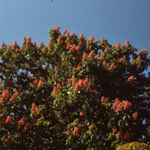 Aesculus carnea