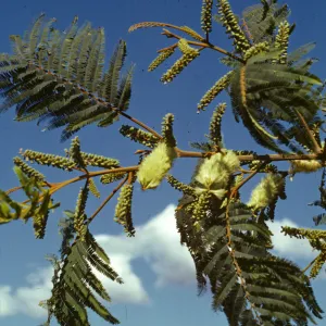 Albizia lophantha
