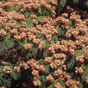 Albizia julibrissin