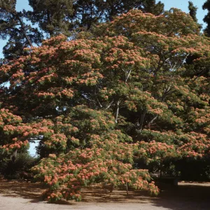Sexton Silk Tree, Albizia julibrissin
