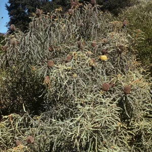Banksia speciosa