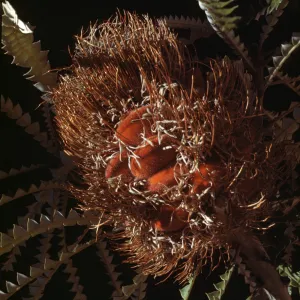 Banksia speciosa fruit