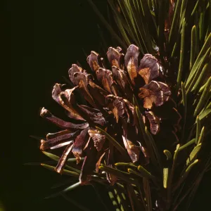 Pinus murrayana, Lee Vining Canyon