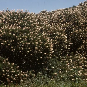 Aesculus californica