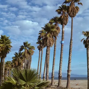 Washingtonia robusta