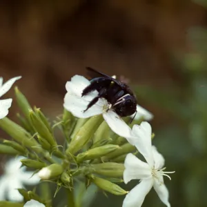 Saponaria officinalis flower with Bee