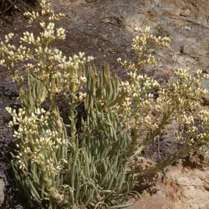 Dudleya edulis
