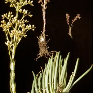 Dudleya edulis (below & left) with Hasieanthus blochmanae (right) with Hybrid (center) 